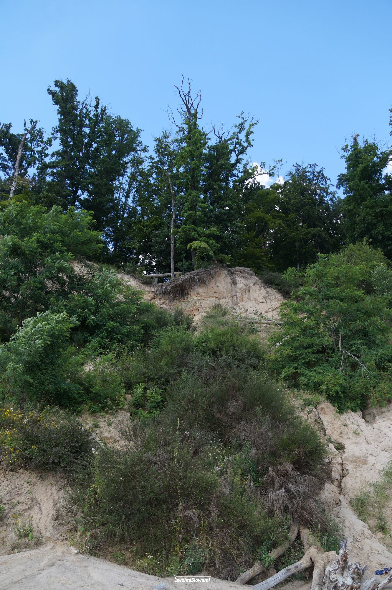 Gdynia Orlowo Klif 39.jpg